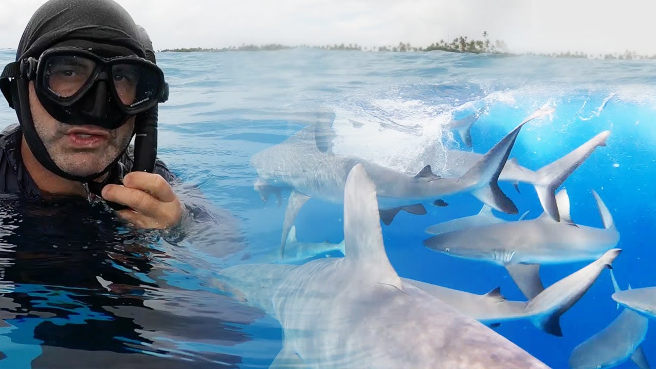 LE SANG ATTIRE LES REQUINS AUTOUR DE MOI ! - Cyril Chauquet