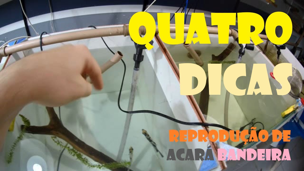 REPRODUÇÃO | 4 dicas básicas para reproduzir Acará Bandeira
