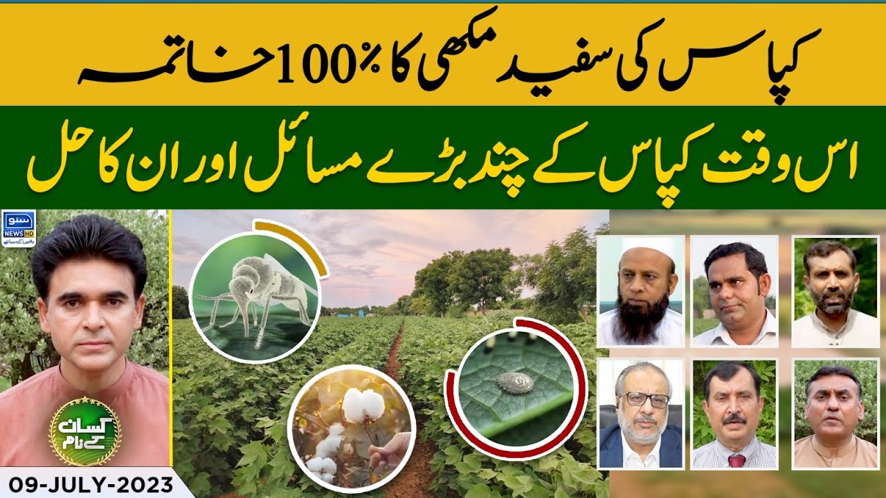 How To Control Cotton Whitefly Effectively | Increase Yield of Cotton | Kissan Kay Naam | EP 28