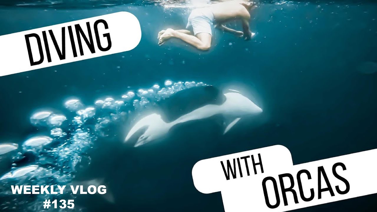 #135 | Das Erlebnis unseres Lebens | Orcas in Mexiko | vlog