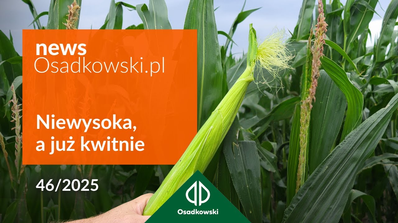 Jak chłodny maj wpłynął na rozwój kukurydzy?