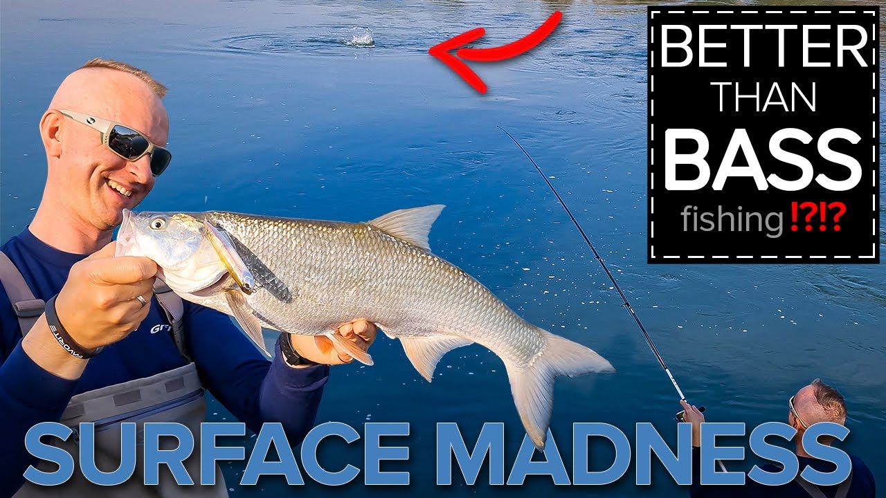 Mad Surface Fishing for Asp! Better than Fishing for Seabass in Ireland? Tips & Technique Explained