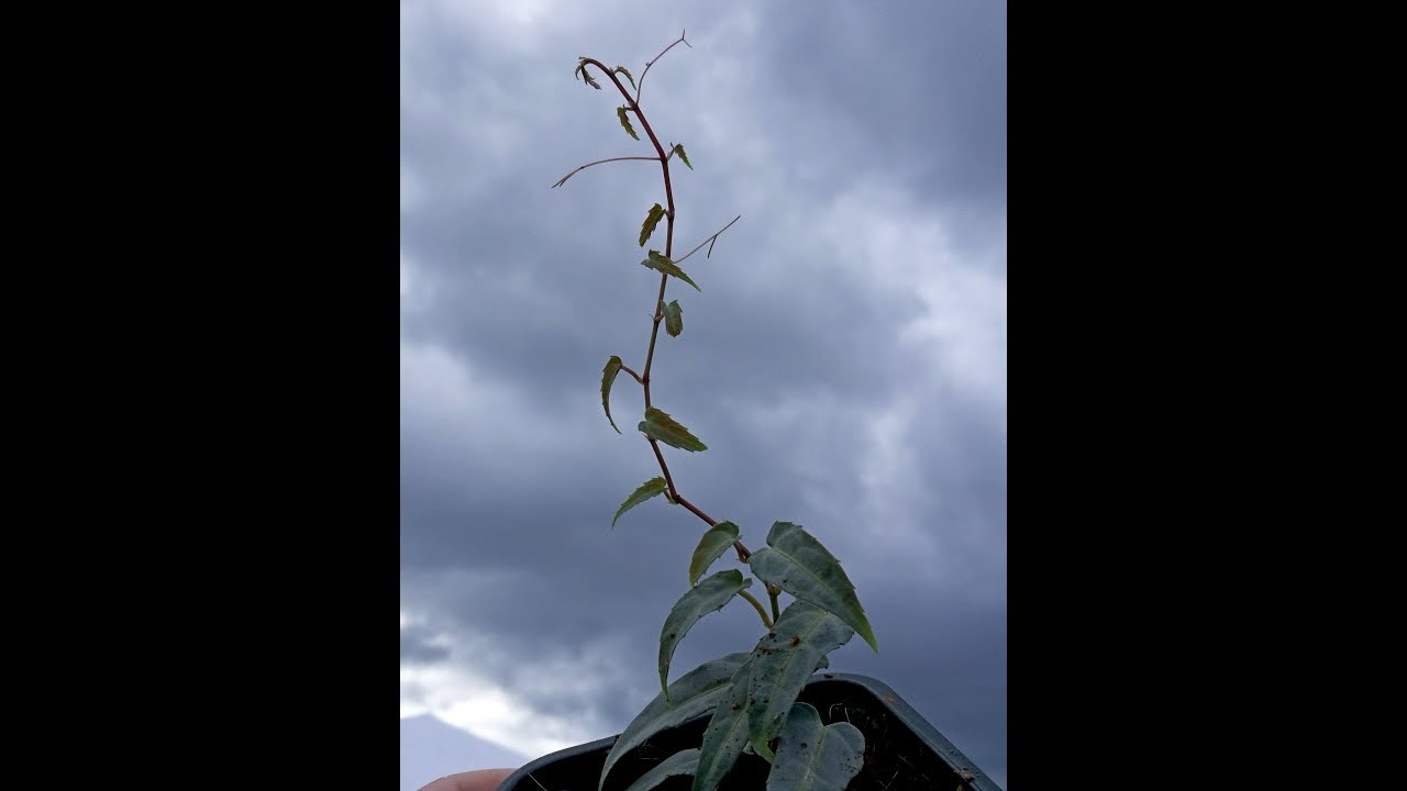 The Amazon Jungle Vine - Cissus amazonica