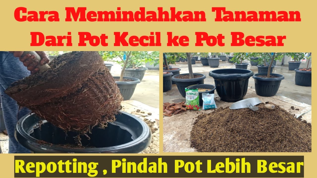Cara Memindahkan Tanaman Dari Pot Kecil ke Pot Besar , Ganti Media Tanam Baru Tabulampot