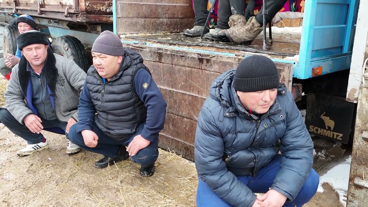 16.02.25 Қазығұрт ауданы Үшбұлақ ауылы Әлихан ұлына елден бата алу көкпар.Той иесі Сауытовтар әулеті
