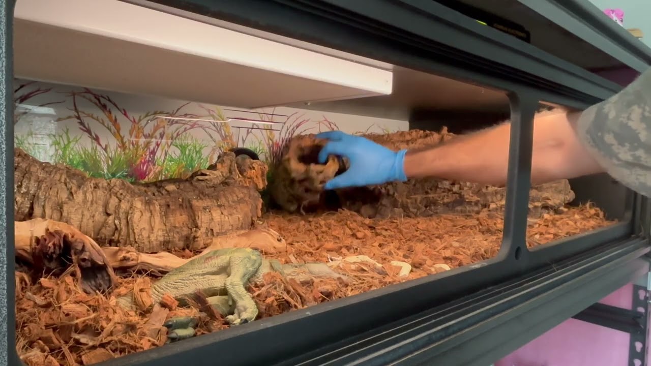 Florida kingsnake enclosure