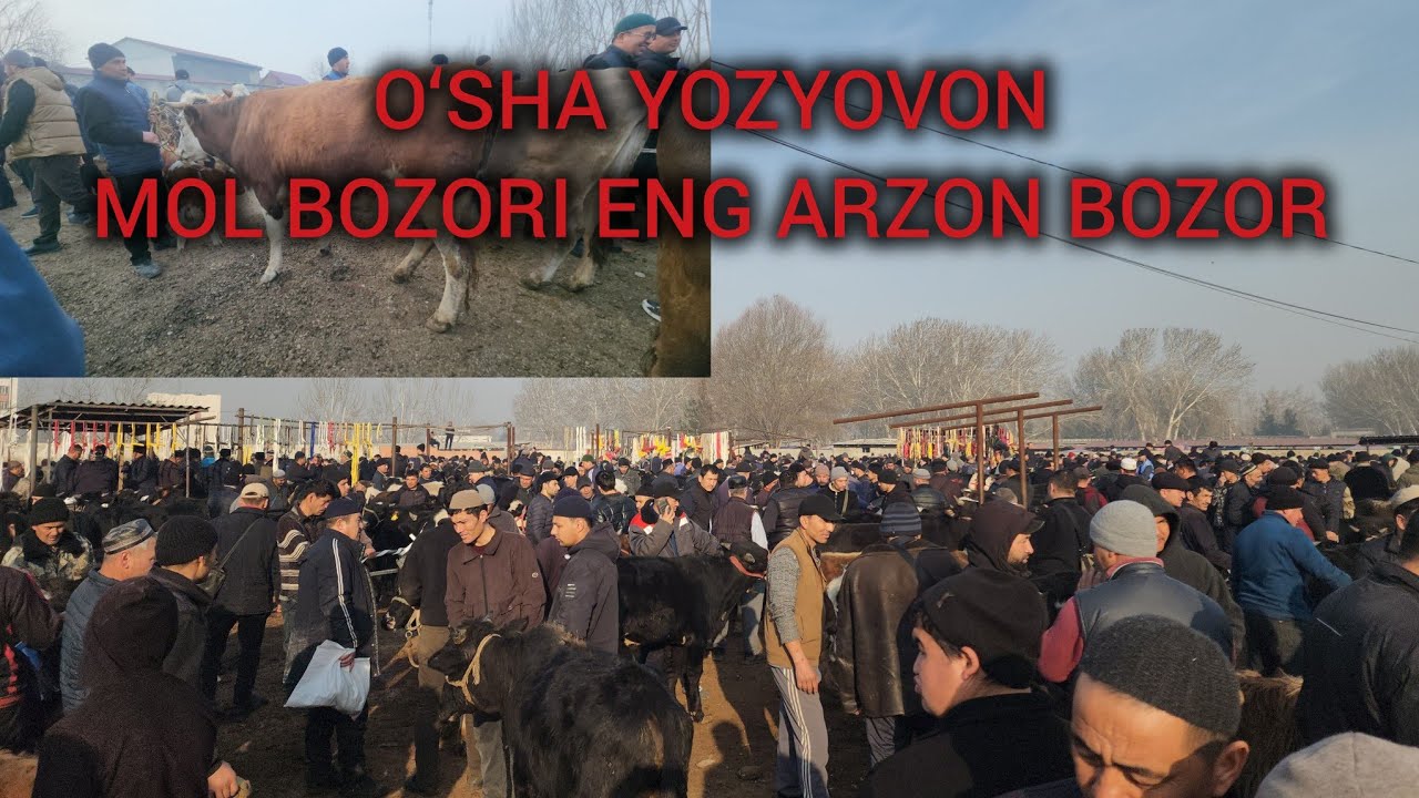 YOZYOVON MOL BOZORI REAL NARXLAR