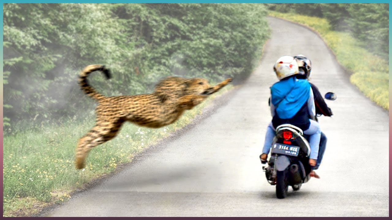 ¡Los Encuentros Animales Más Locos De Todos Los Tiempos!