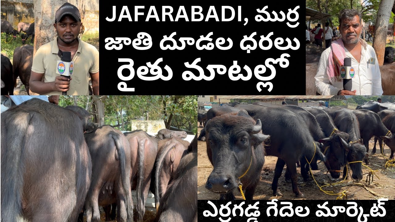 ఎర్రగడ్డ గేదెల మార్కెట్ ERRAGADDA BUFFALO MARKET Part 3 |6-11-2022| JAFARABADI, ముర్ర జాతి దూడల ధరలు