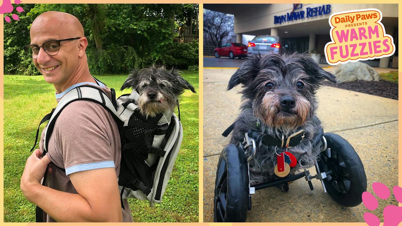Cyrus, Lucky, and Deuce: The World's Greatest Two-Legged Therapy Dogs | Daily Paws