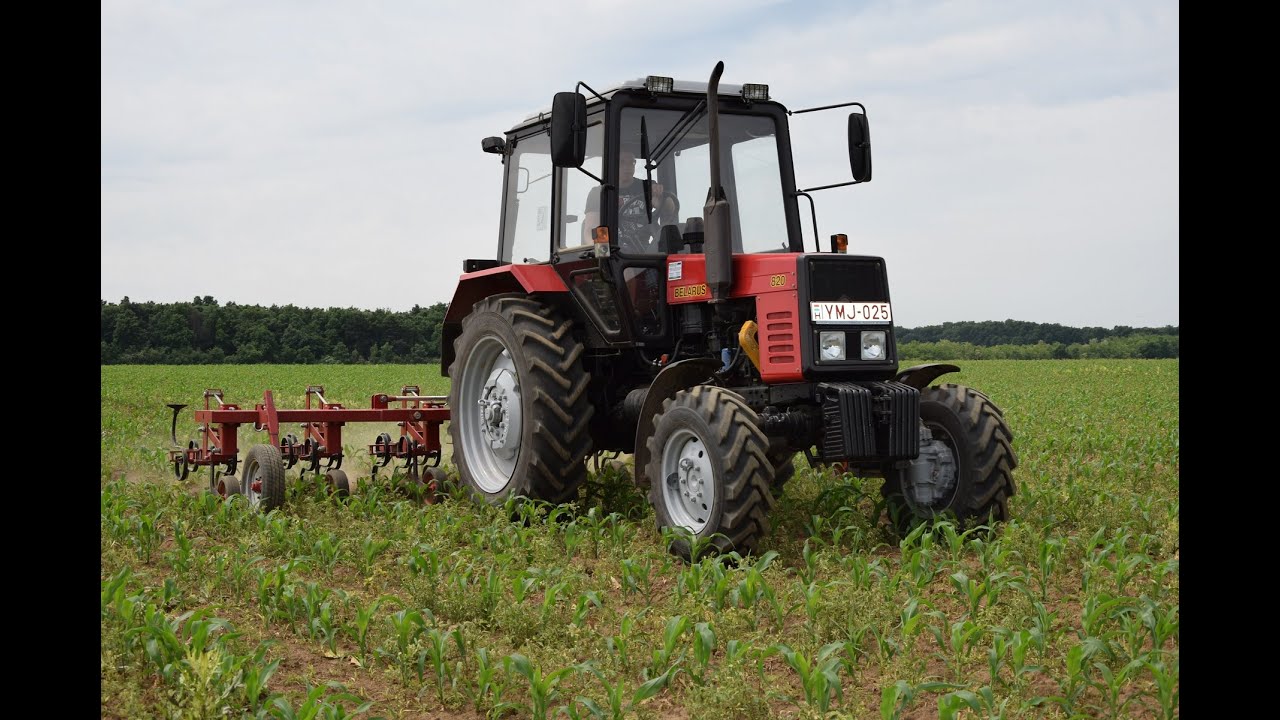 MTZ 820 Kukorica sorközművelés / Cultivating corn / *HD*