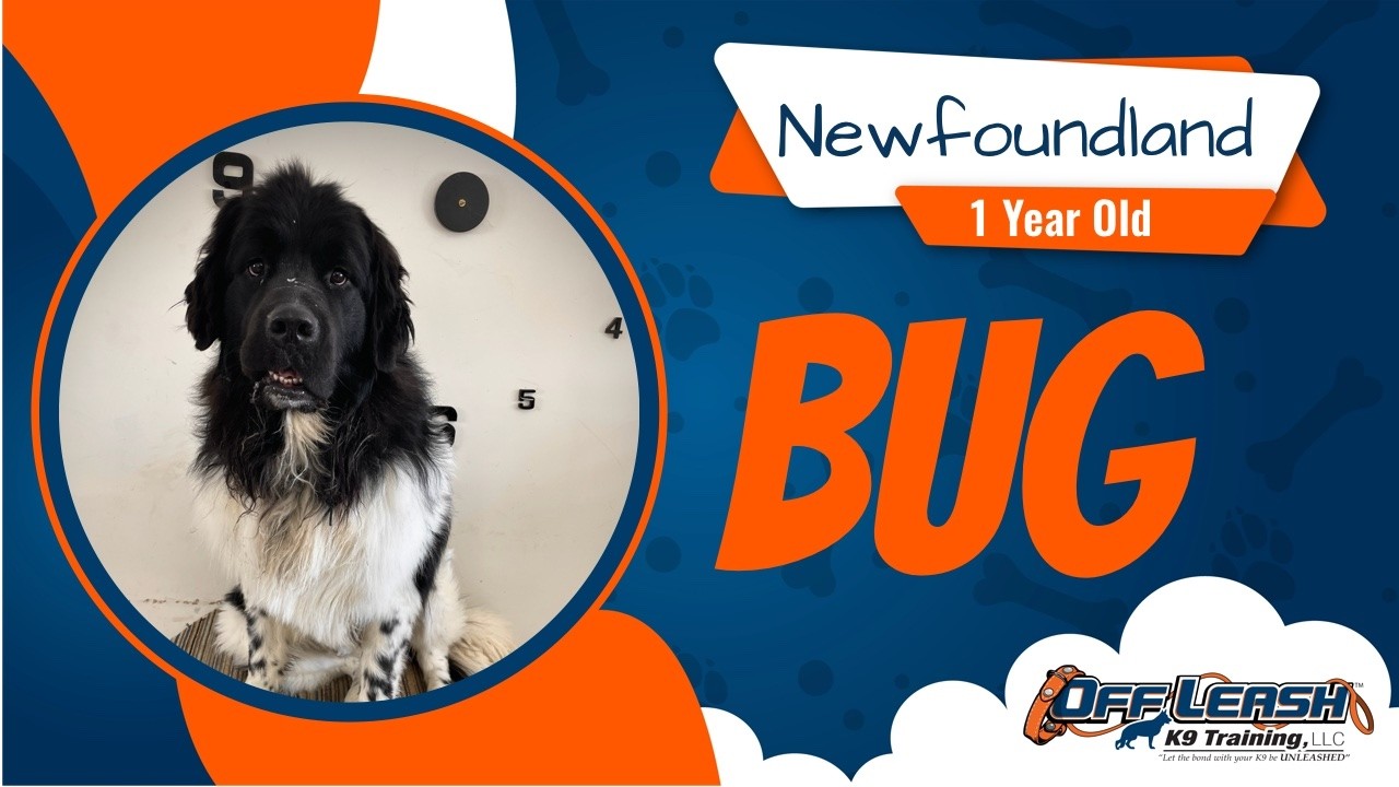 Freedom Board and Train | bug | newfi | off leash k9 Training