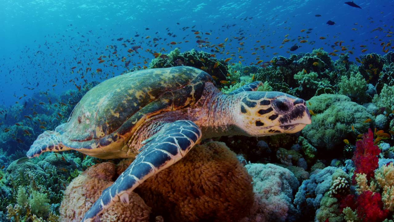 THE HIDDEN TREASURES OF THE RED SEA