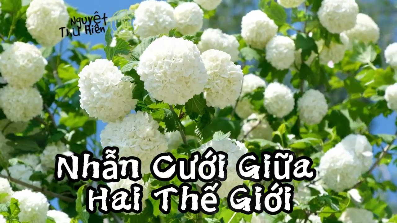 Full Audio Nhẫn Cưới Giữa Hai Thế Giới