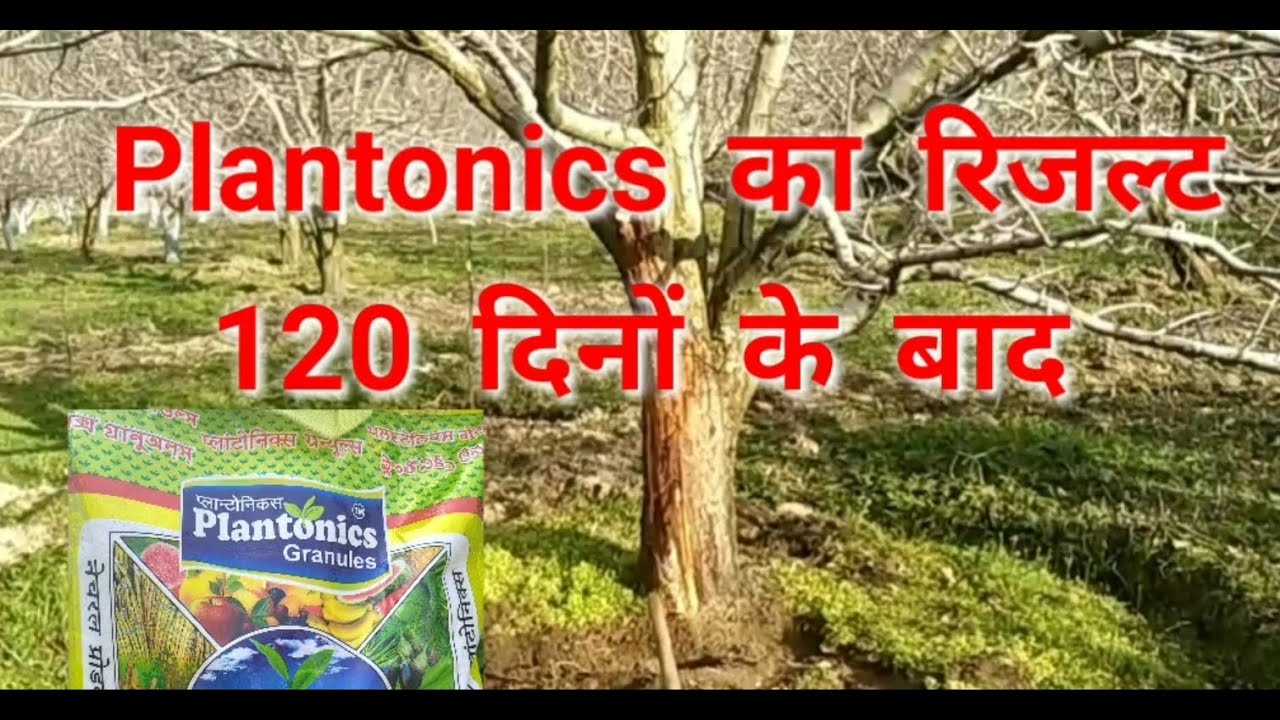 Plantonics Result on Apple Tree & Roots 2020 #InsideGreatHimalaya