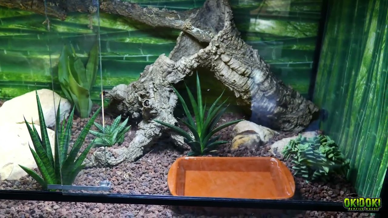 TERRARIO ARIDO para SERPIENTES 🌵🐍