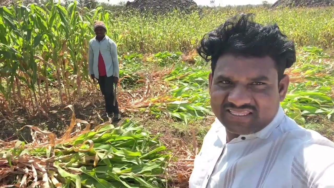 मका विकून टाकली एक ताट सुद्धा म्हशीसानी ठेवत नाही पूजीच्या अंगात नखरा हाय भांडण लावती 😭#gavthipunam 