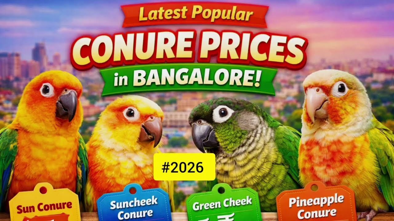 Latest Conure Bird Prices in Bangalore 2026 🦜💰#Conure #Latestprices2026#Bangaloreconureprices 