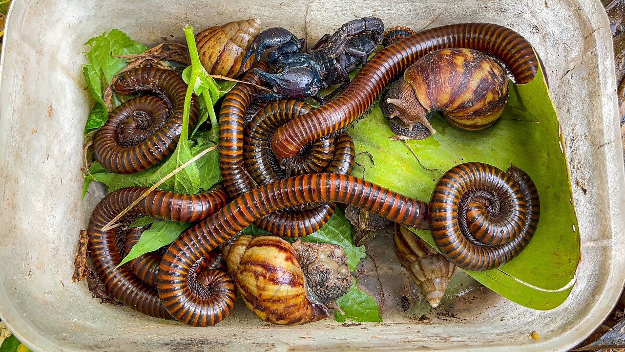 Amazing!! Catch Dangerous Animal Scorpions, a Giant Millipede, Red Spotted Millipedes, Small Worms
