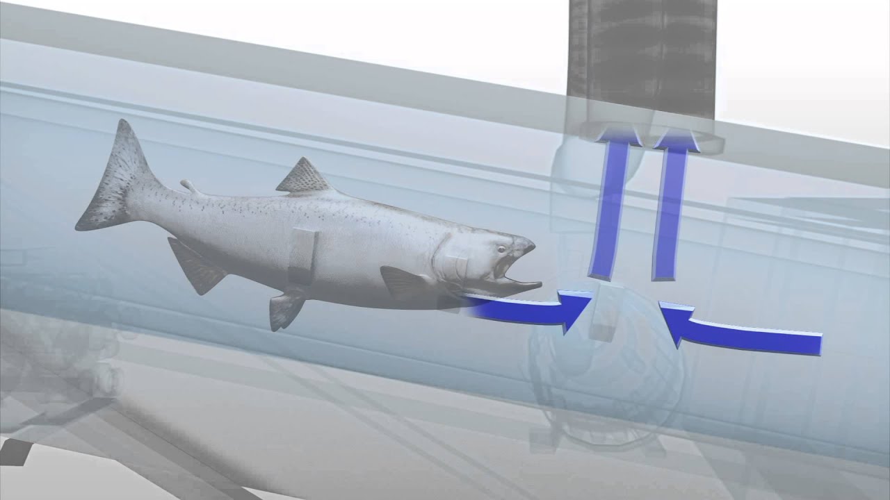 &lsquo;Salmon cannon&rsquo; shoots fish upstream for spawning