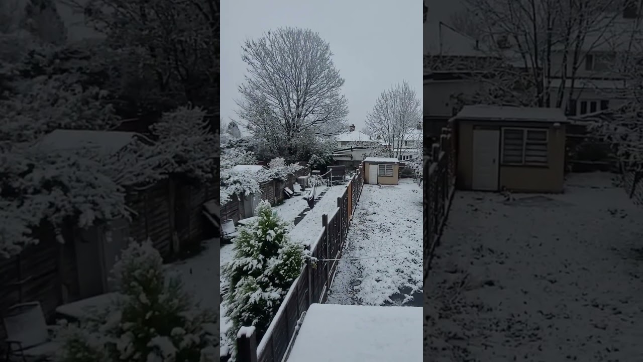 Hazy shade of winter #snowfall#snowfallsound #winter #relaxing #shortsvideo #shorts #short