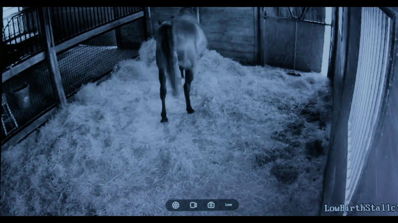 Phoebe Foal Watch 03.27.2026