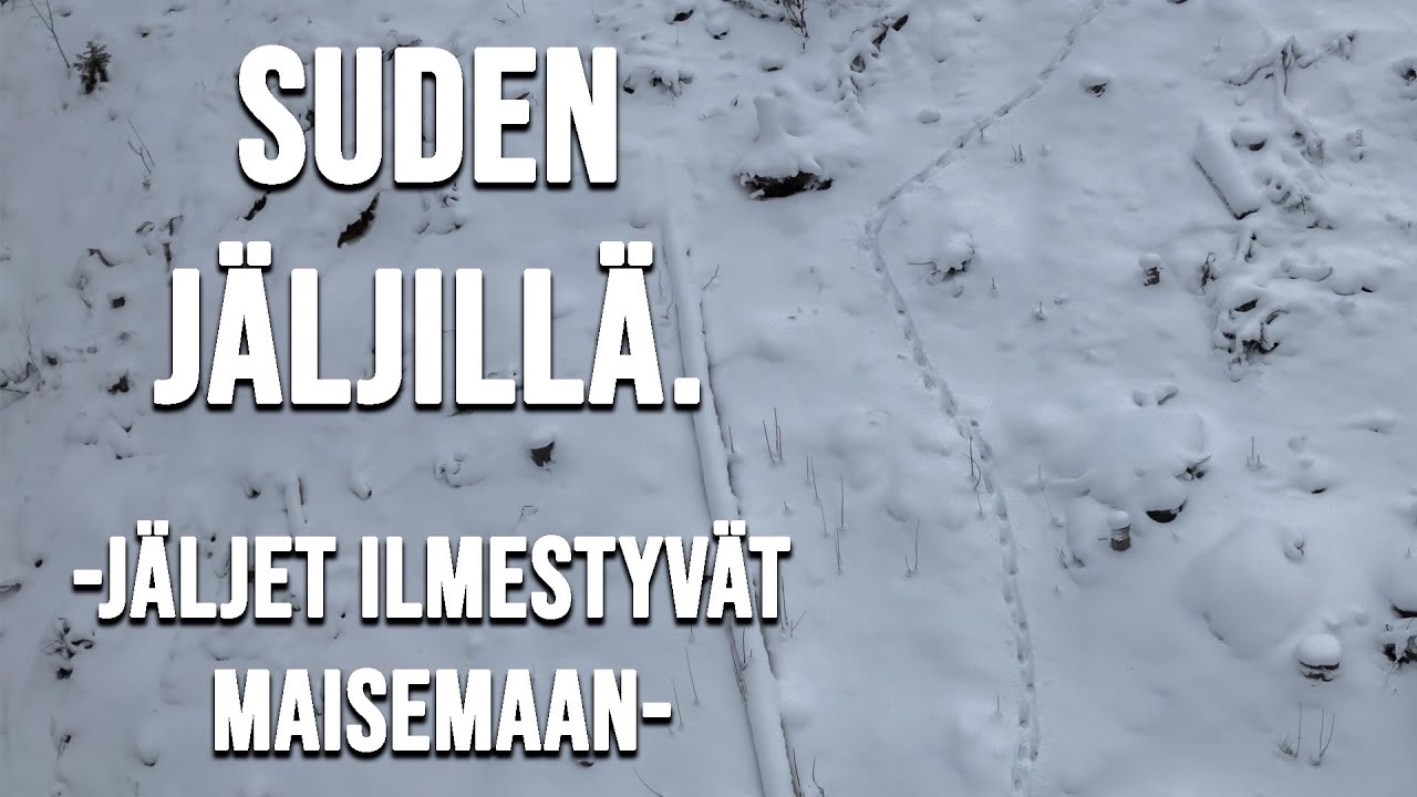 SUDEN JÄLJILLÄ. Jälkiä etsimässä. 