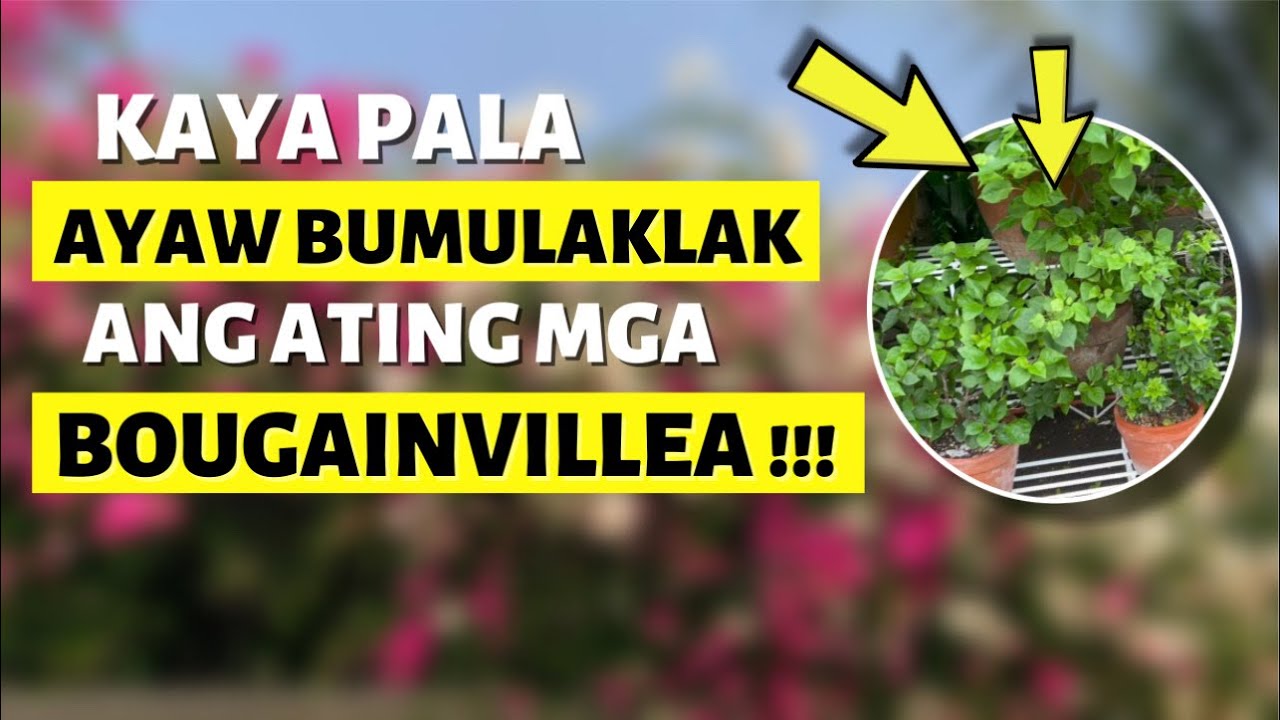 TOP 8 MISTAKES SA PAG-AALAGA NG BOUGAINVILLEA!