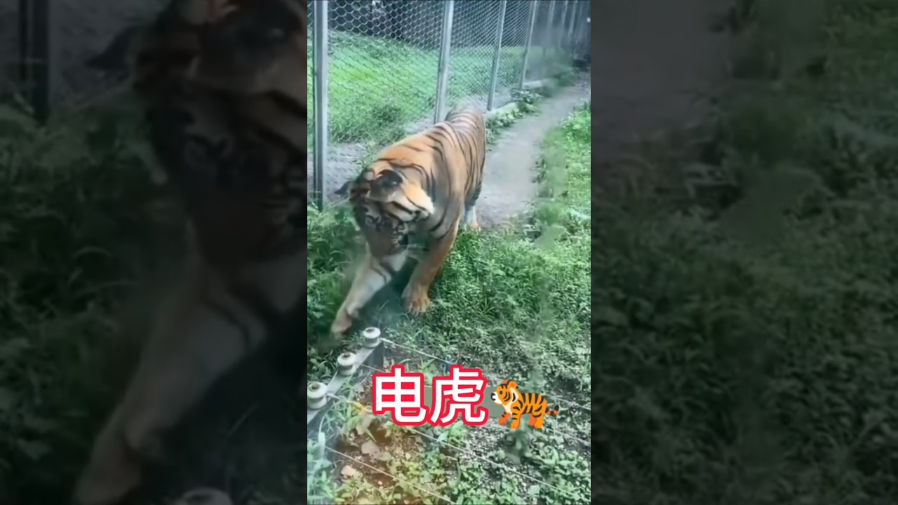Animal vs electric fence #funny #animals #funnyanimals #electric