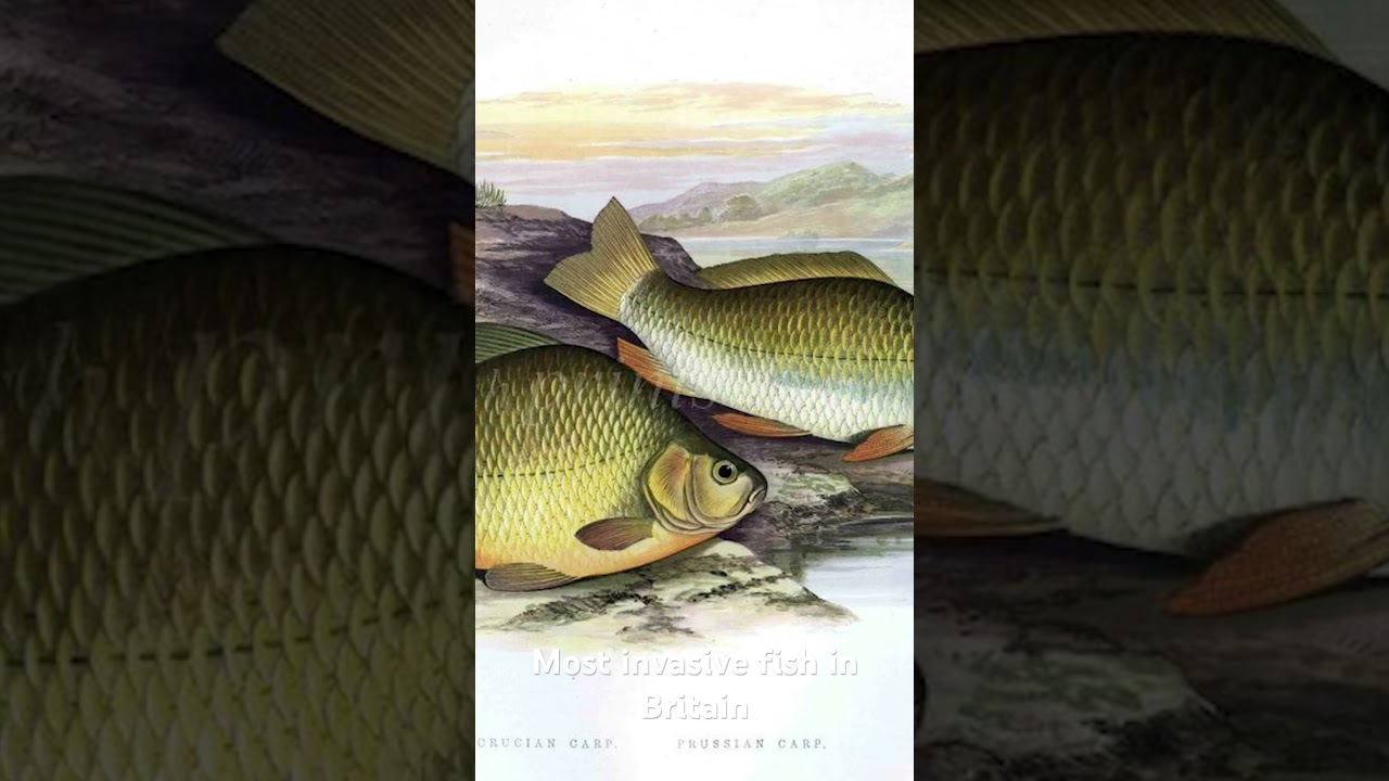 Most Invasive Fish in Britain