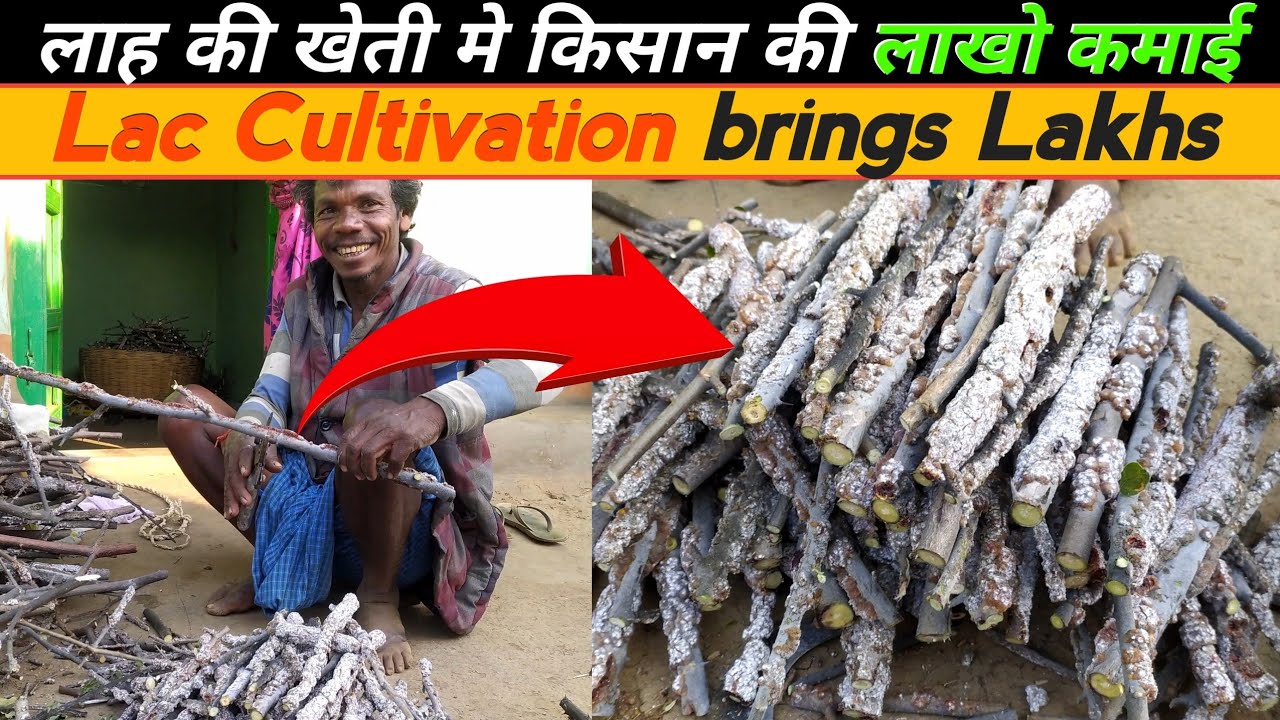 Lac Ki Kheti | Lac Cultivation a2z info | लाह की खेती कैसे किया जाता है जैसे सालभर मिलता रहे रोजगार