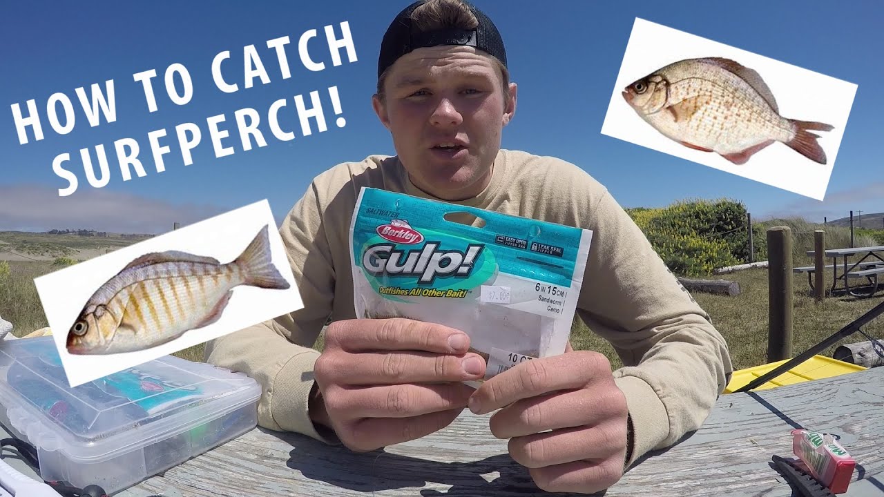 How to catch lots of big Surfperch! (Full breakdown)