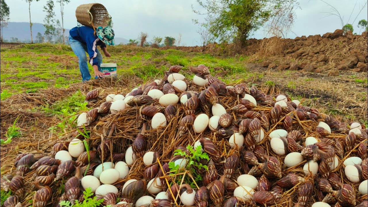 Wow wow! amazing - pick a lot of duck eggs and catch snails in the dry field by hand a female farmer