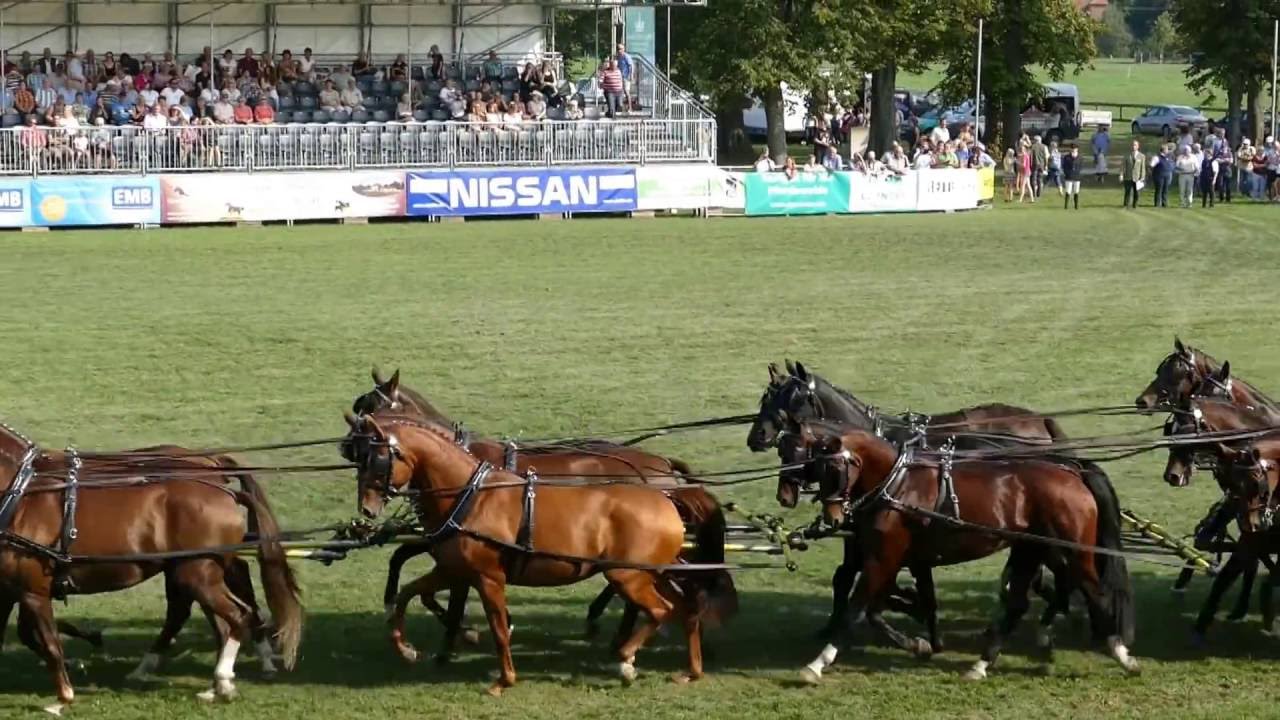 16-sp&auml;nner Postkutsche Hengstparade 2016 Neustadt/Dosse