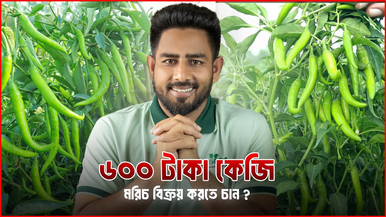 ভালো ফলন এবং ভালো দাম দুটোই পাবেন , যে সময় মরিচ চাষ করলে !