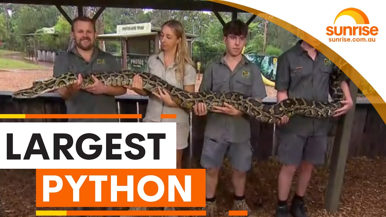 Australian Reptile Park weighs its largest python | Sunrise