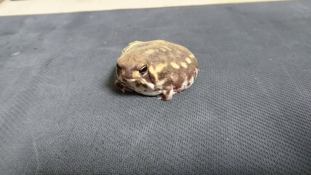 お腹を整えて手に乗るアメフクラガエル