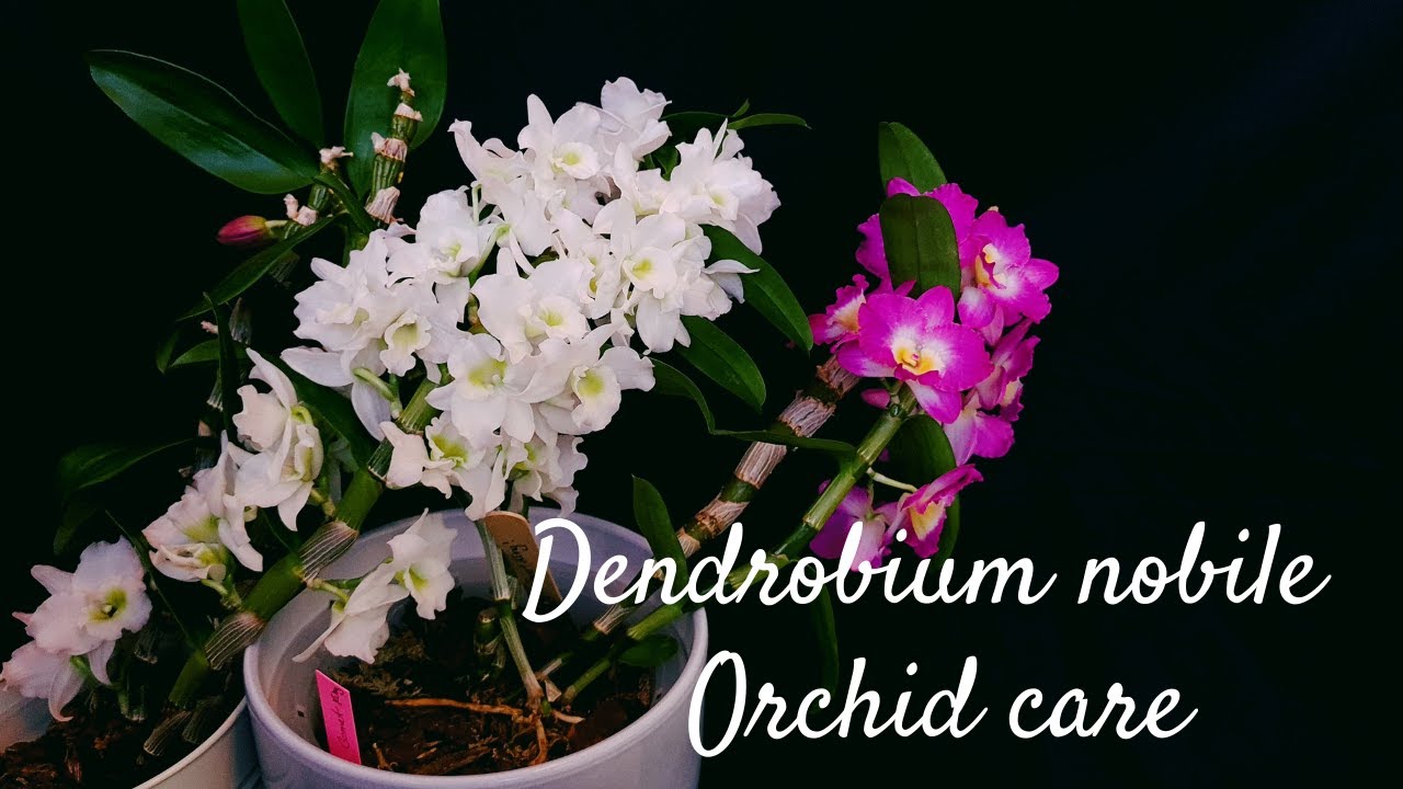 Dendrobium Nobile Orchid Care & Culture | Flowering, lighting & other little things