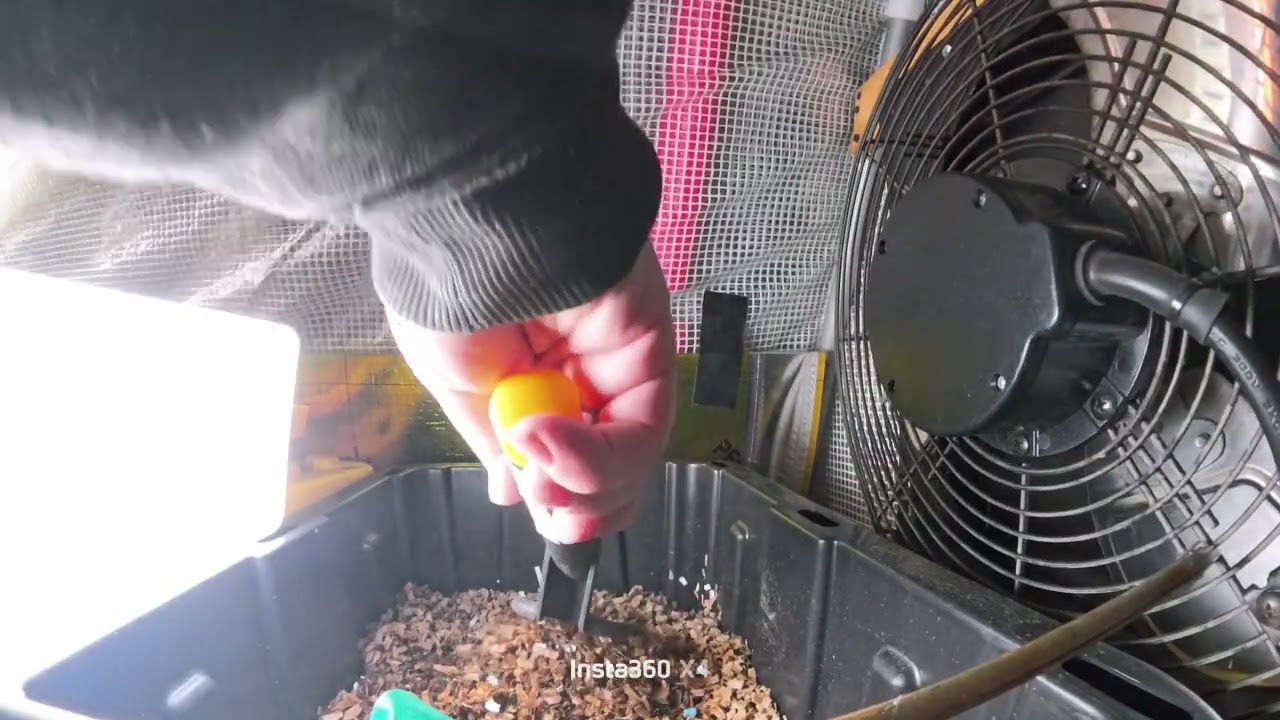 Checking in on my wood chip & coffee worm bin and & feeding #9