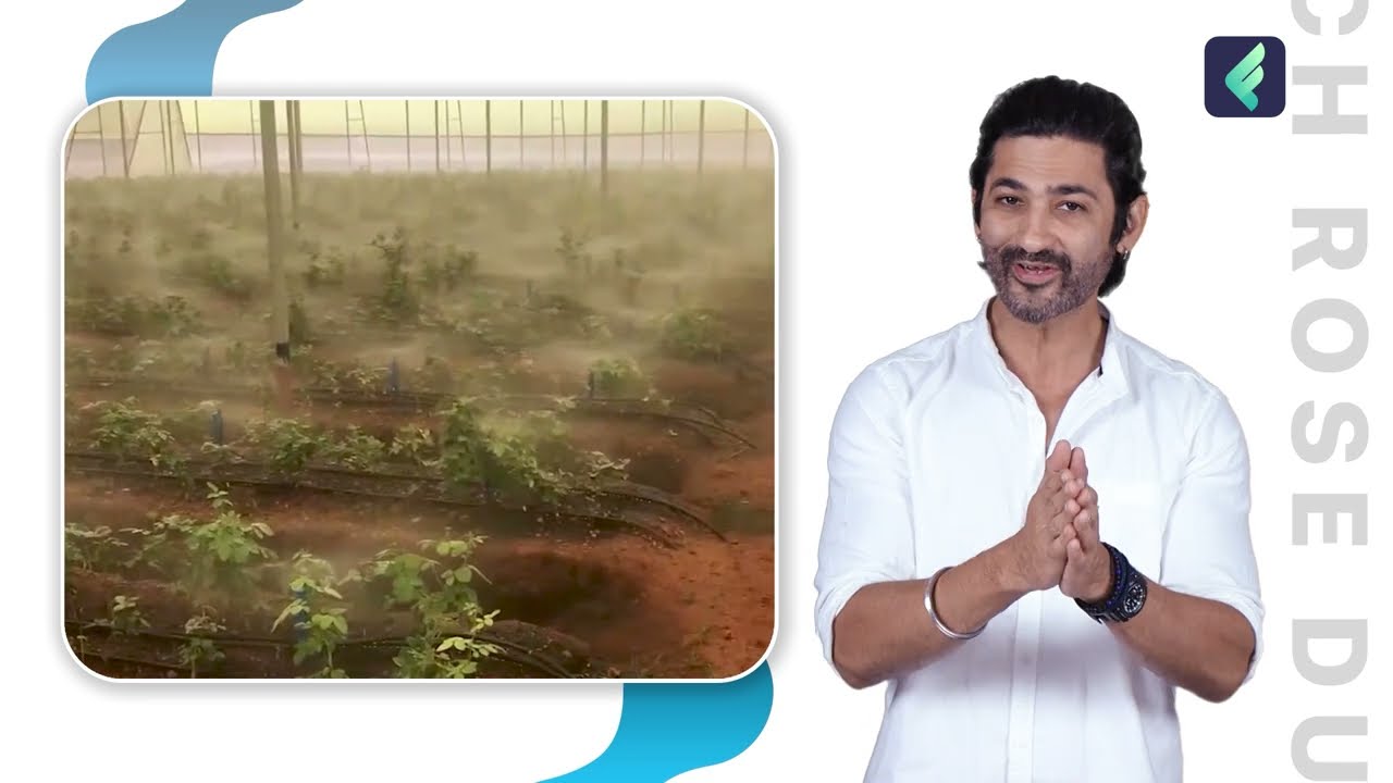 Dutch Rose Farming | एक एकड़ में कैसे करें फूलों की उन्नत खेती | पूरी जानकारी हिंदी में