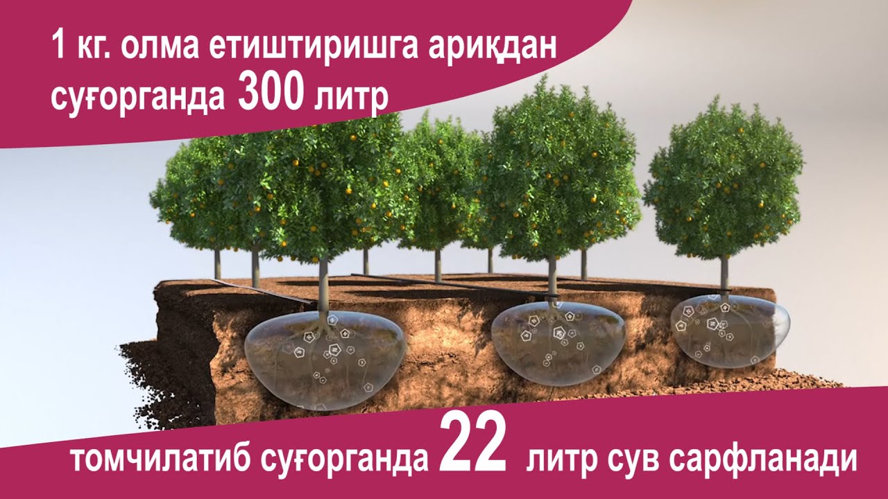 Томчилатиб суғоришнинг аҳамияти / Tomchilatib sug`orishning ahamiyati