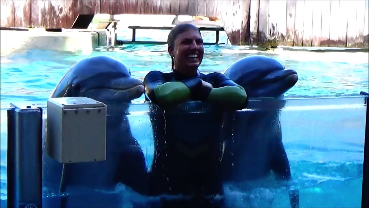 Dolphin Adventures at SeaWorld Orlando - Bottlenose Dolphin Show