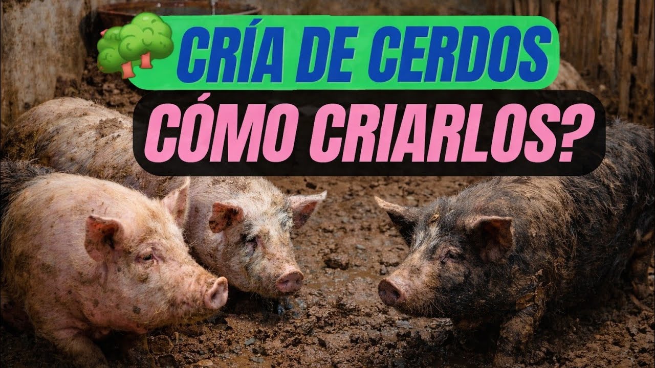 Antes de Criar Cerdos Mira Esto o Pierdes Dinero