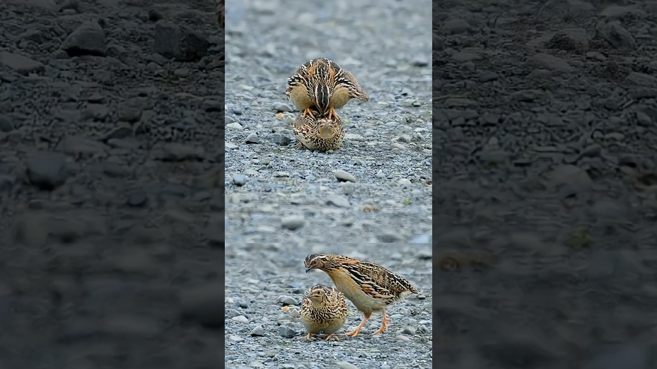 female quail mating call | female sounds #shorts