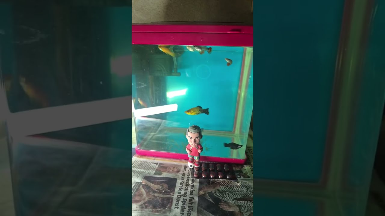 Fish pet fun is live