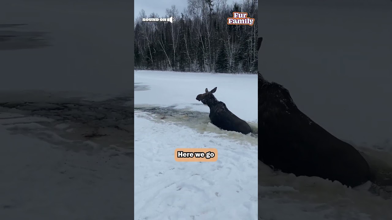 Amazing Men Rescue Moose That Fell Through Ice