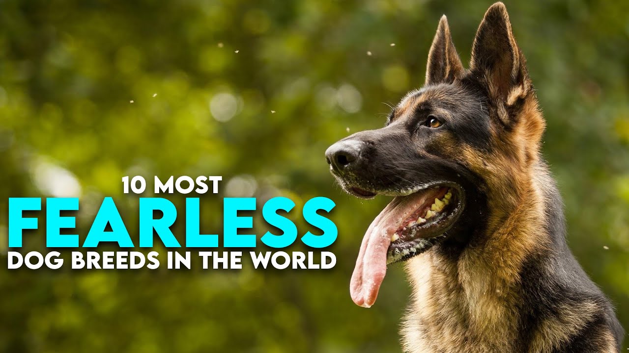 10 Most Fearless Dog Breeds in the World