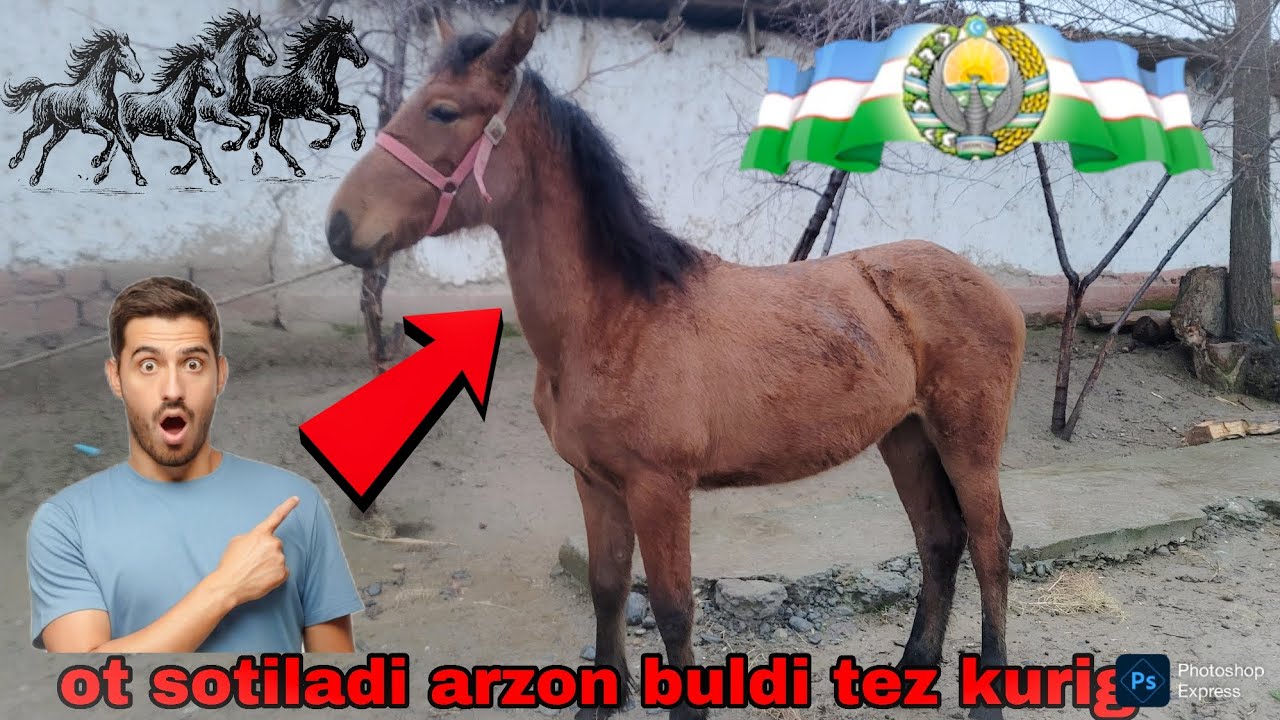 SAMARQAND VILOYATI PASTDARG'OM ILM MAXALASIDA SOTILADIGAN TOYIMIZ BOR ILHOM UZ