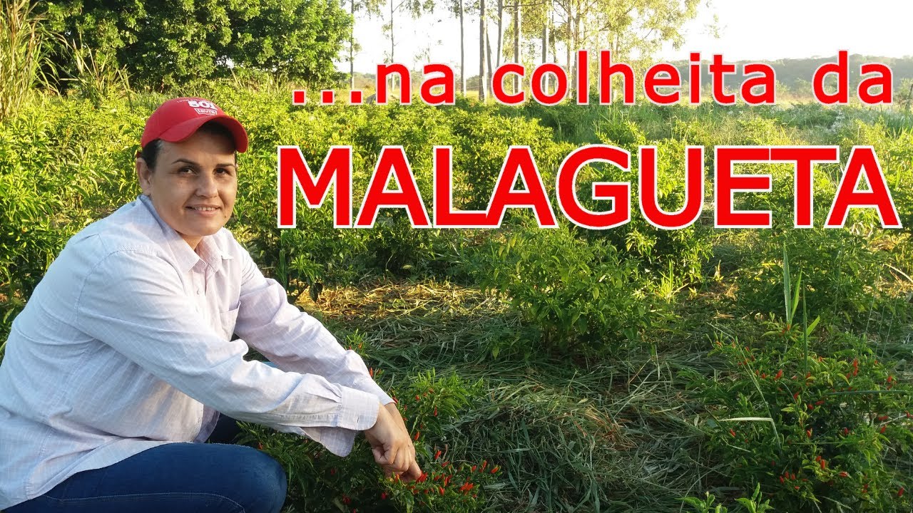 Colhendo PIMENTA MALAGUETA § FUI PRA ROÇA § Chácara São José - Cantinho do Céu!!!