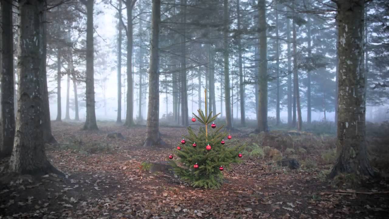 The Little Christmas Tree